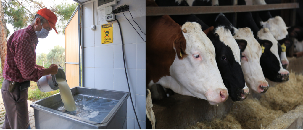 Üretici yem fiyatı artışına isyan etti! “Yem dolarla, çiğ süt kuruşla!”