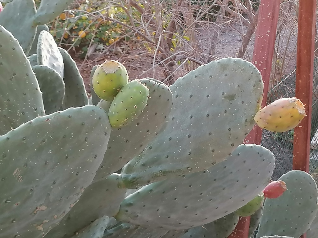 Bu meyve zemheride yetişiyorsa bir şeyler yolunda gitmiyor demektir.