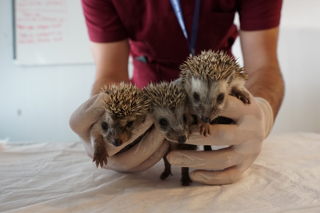 Annesiz kaldılar Belediye sahip çıktı