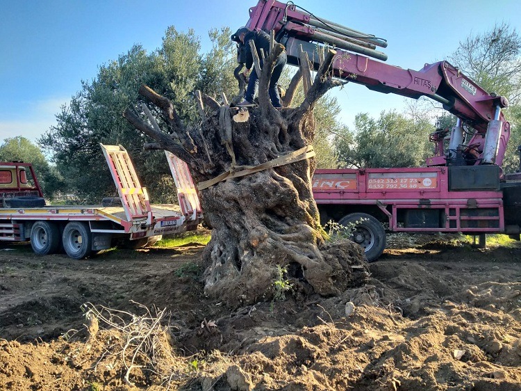 Zeytin için Hatay’dan ve Bursa’dan başlayarak Muğla’ya kadar yürüyecekler.