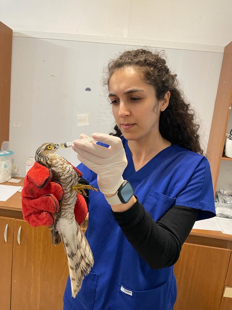 Şahin yavrusunu kurtarmak için seferber oldu