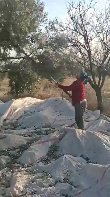 Muğla’da zeytin hasadı başladı