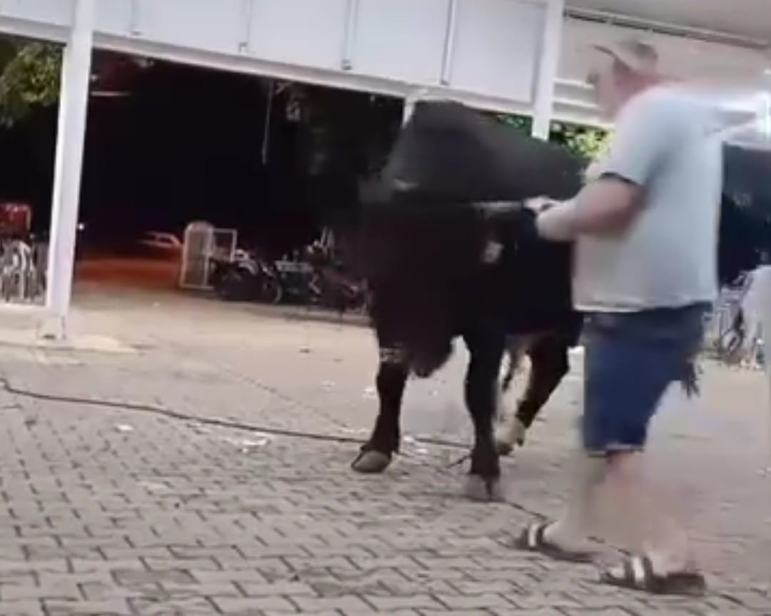 Tanıtımı yapılan boğaya para atarken boynuz darbesiyle yaralandı