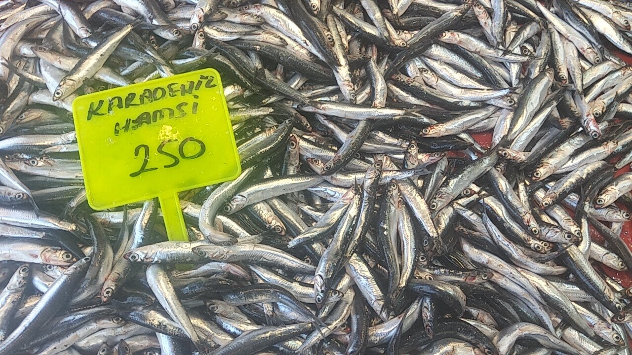 Muğla’da Karadeniz hamsisi kilosu 250 TL’den satışta