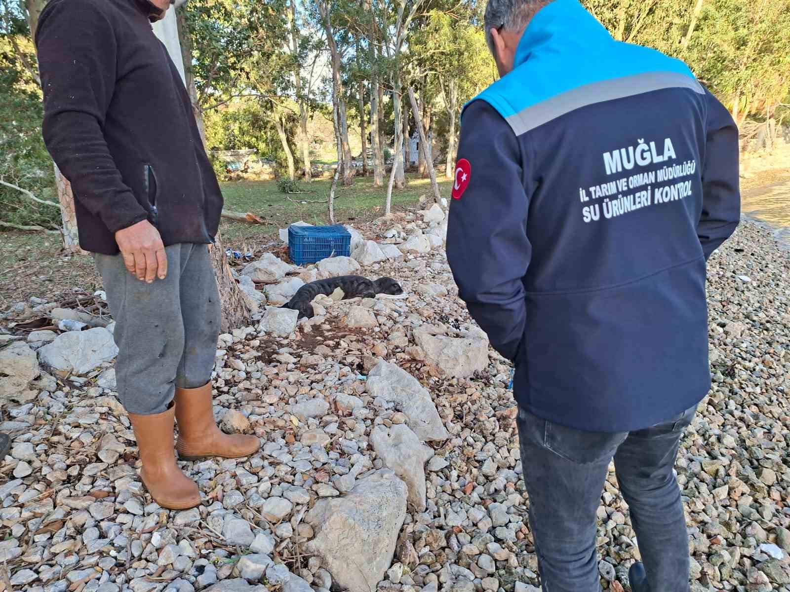 Balıkçıların kurtardığı yavru Akdeniz Foku yetkililere teslim edildi