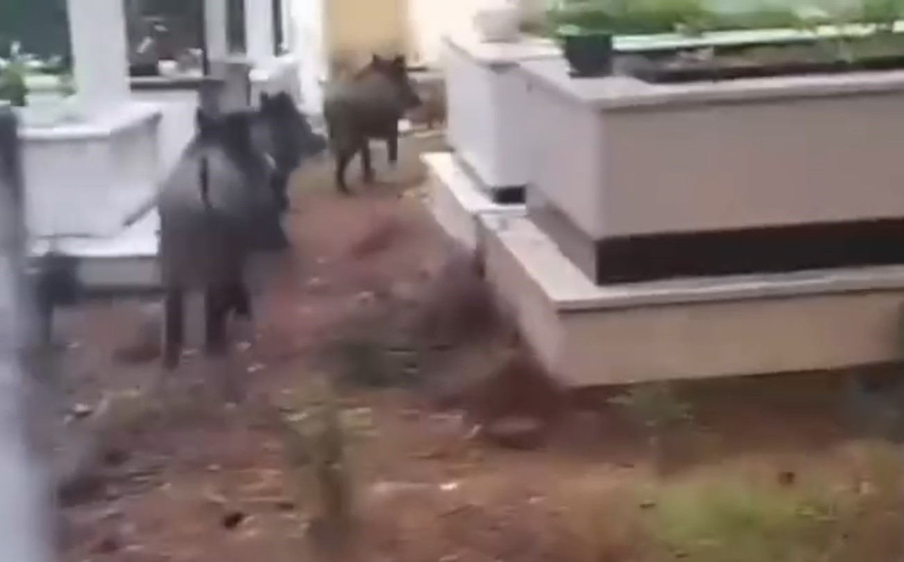 Marmaris’te domuz istilası sürüyor: “Yeni adres mezarlıklar”