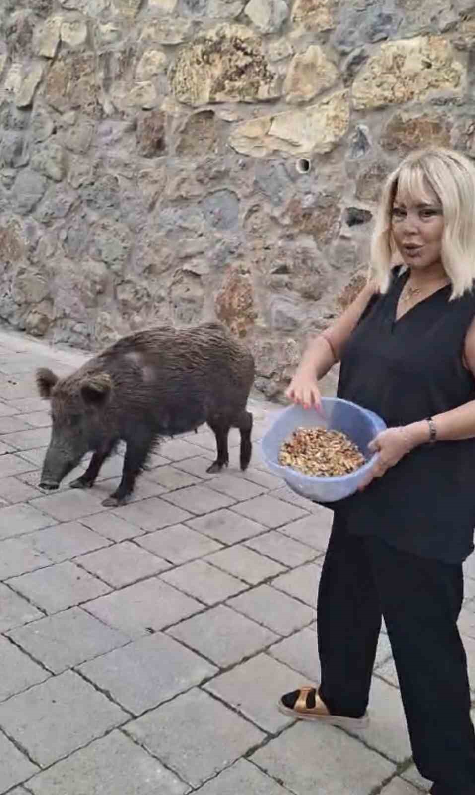 Safiye Soyman kapısına gelen domuzu elleriyle besledi