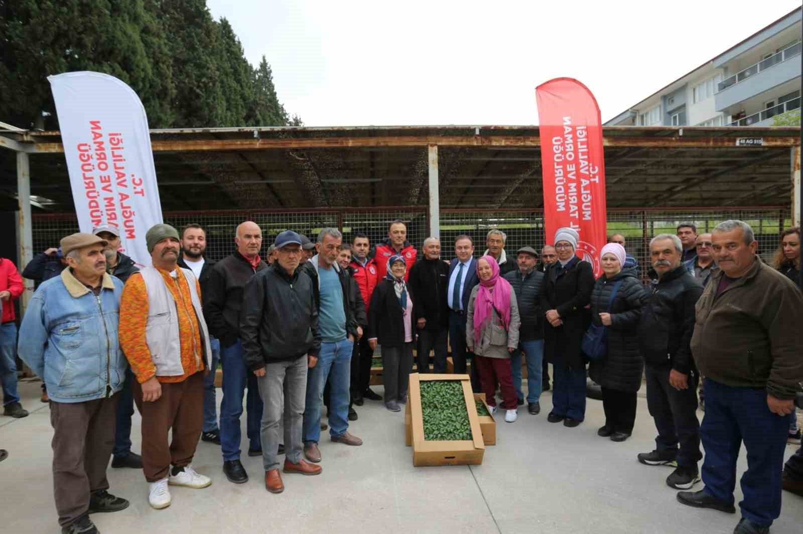 500 bin ata tohumundan üretilen fideler toprakla buluşuyor