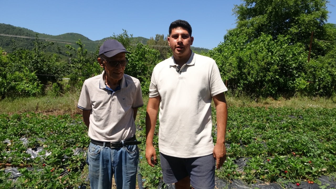 Marmaris’te baba oğulun çilek mesaisi