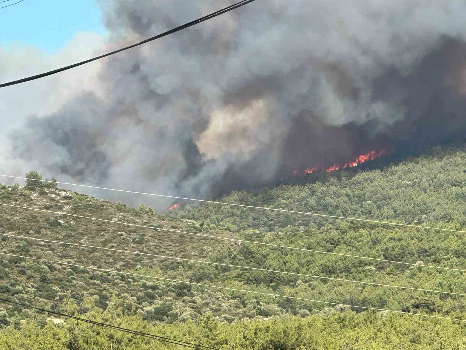 Milas’ta orman yangını