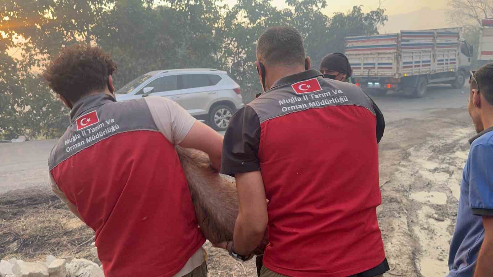 Yangın bölgesindeki hayvanlar güvenli alanlara tahliye edildi