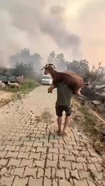 Yangından kurtardığı keçiyi sırtında taşıdı