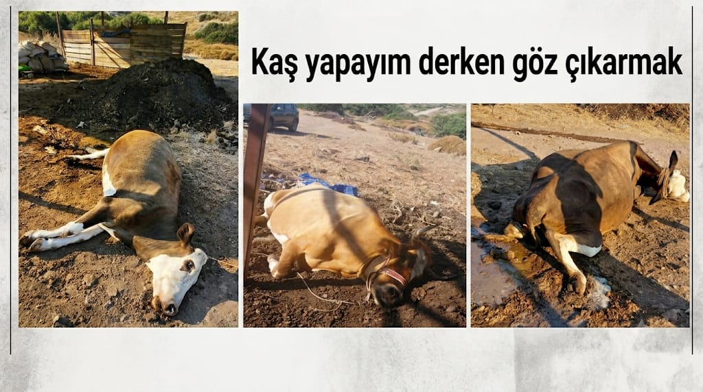 Doğadaki hayvanlar için bırakılan lavaşlar ineklerin ölümüne sebep oldu.