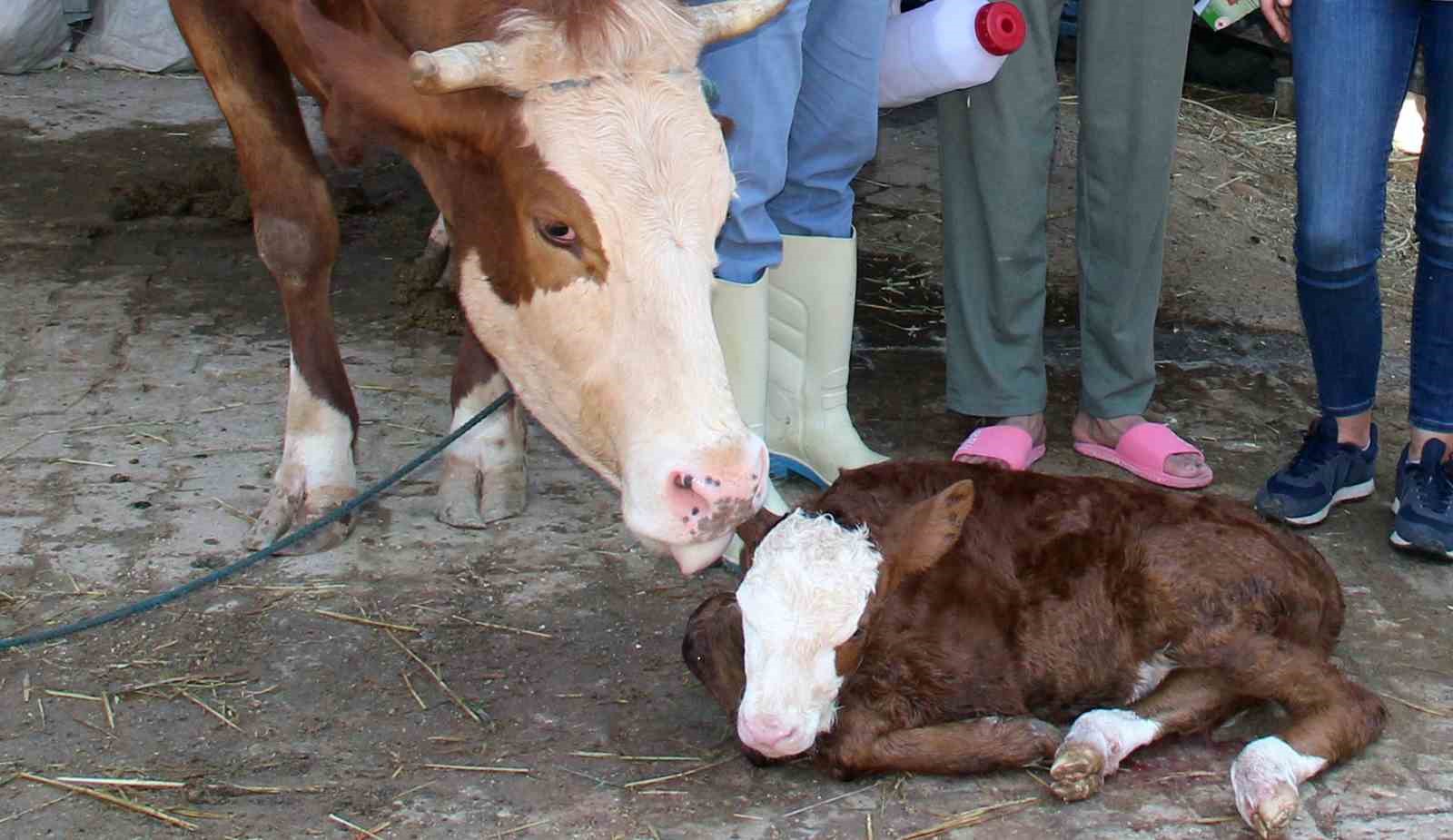 Muğla’da buzağı kayıpları yüzde 1’e indirilecek